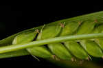 Flat spiked sedge